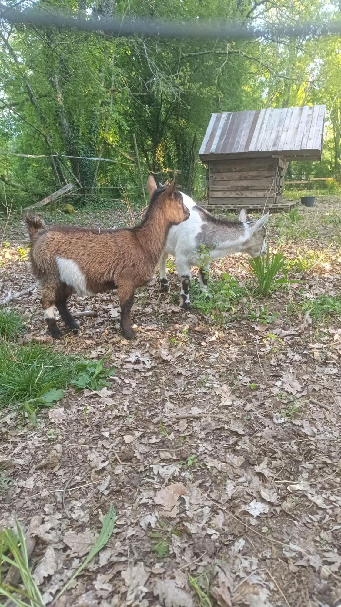 Saint-Aubin-de-Nabirat N°2 Gite 4 Personnes* Au Coeur De La Nature מראה חיצוני תמונה